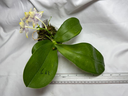AMM387 Phalaenopsis Mituo Poseidon #3 Flowering Seed Grown 260812