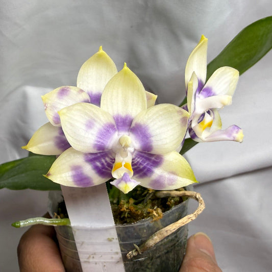 AMM387 Phalaenopsis Mituo Poseidon #3 Flowering Seed Grown 260812