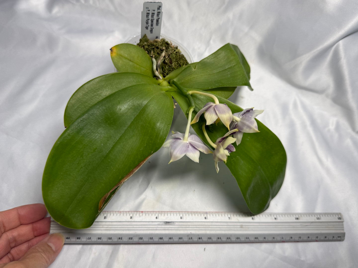 AMM387 Phalaenopsis Mituo Poseidon #4 Flowering Seed Grown 260830