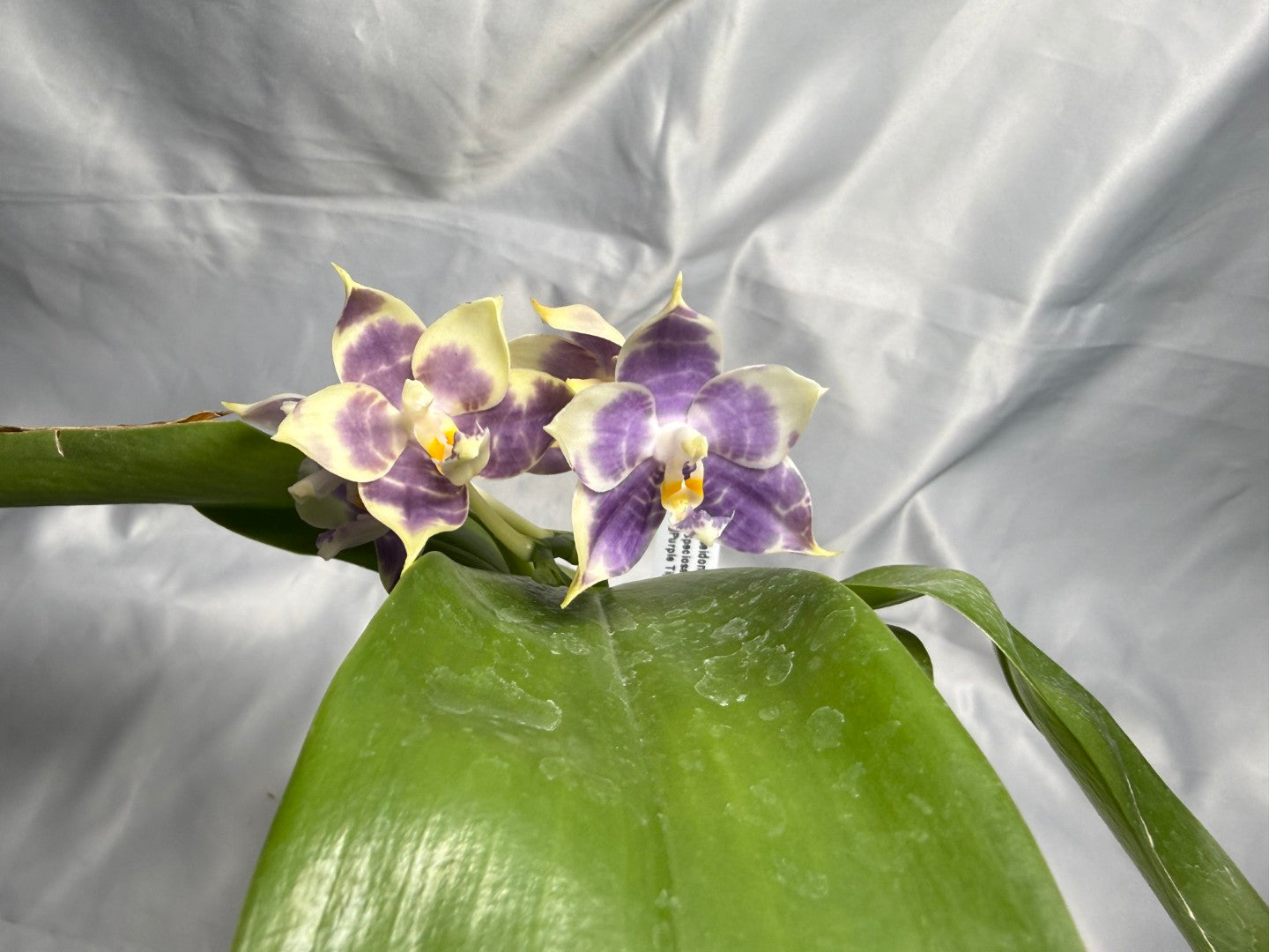 AMM387 Phalaenopsis Mituo Poseidon #4 Flowering Seed Grown 260830