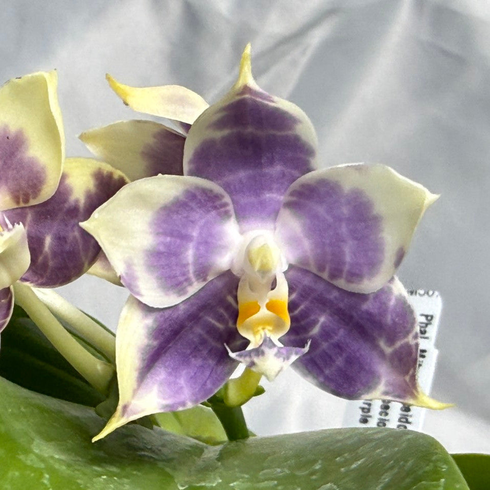 AMM387 Phalaenopsis Mituo Poseidon #4 Flowering Seed Grown 260830