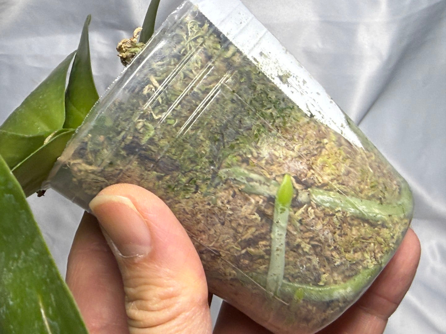 AMM387 Phalaenopsis Mituo Poseidon #4 Flowering Seed Grown 260830