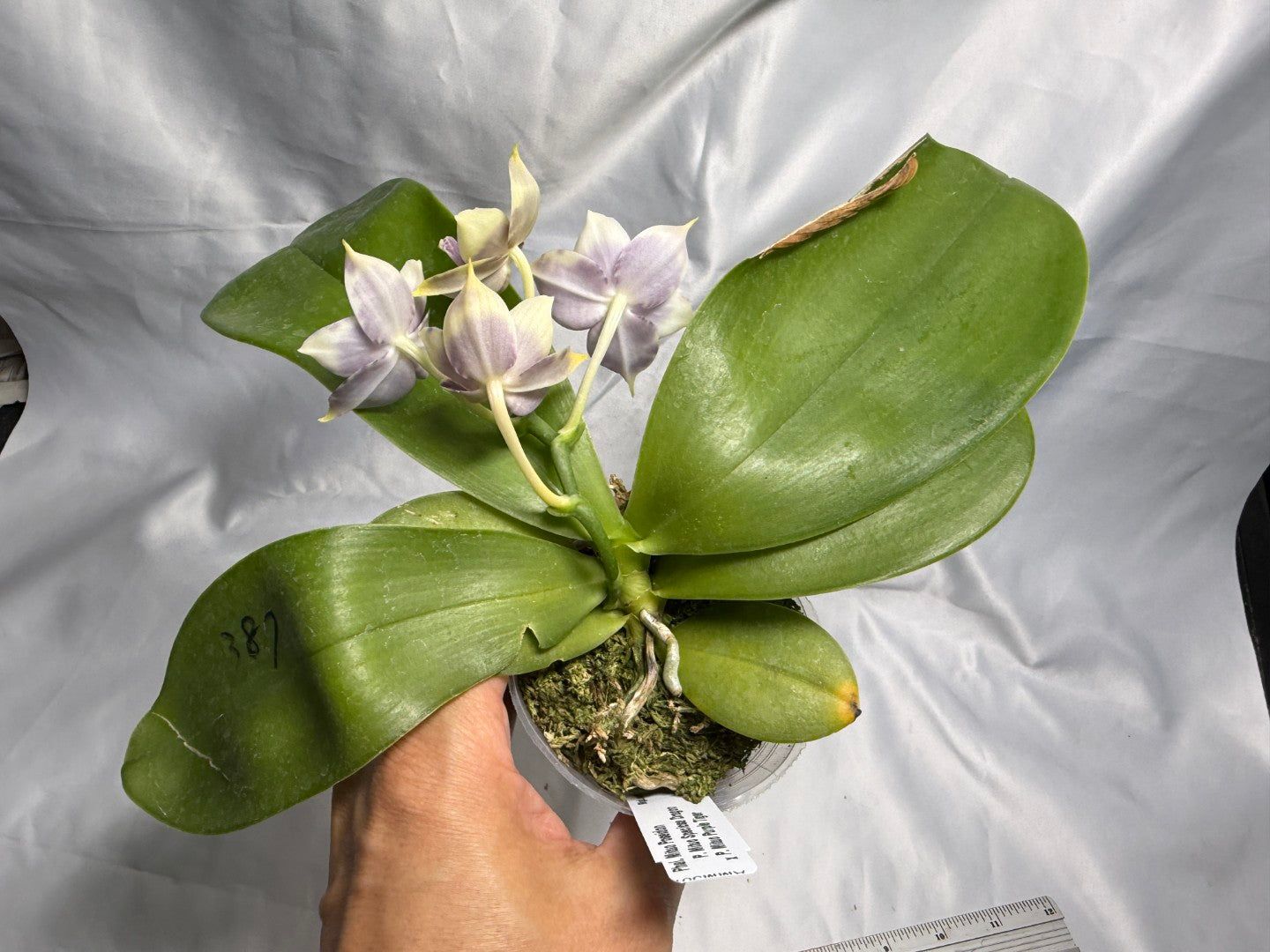 AMM387 Phalaenopsis Mituo Poseidon #4 Flowering Seed Grown 260830