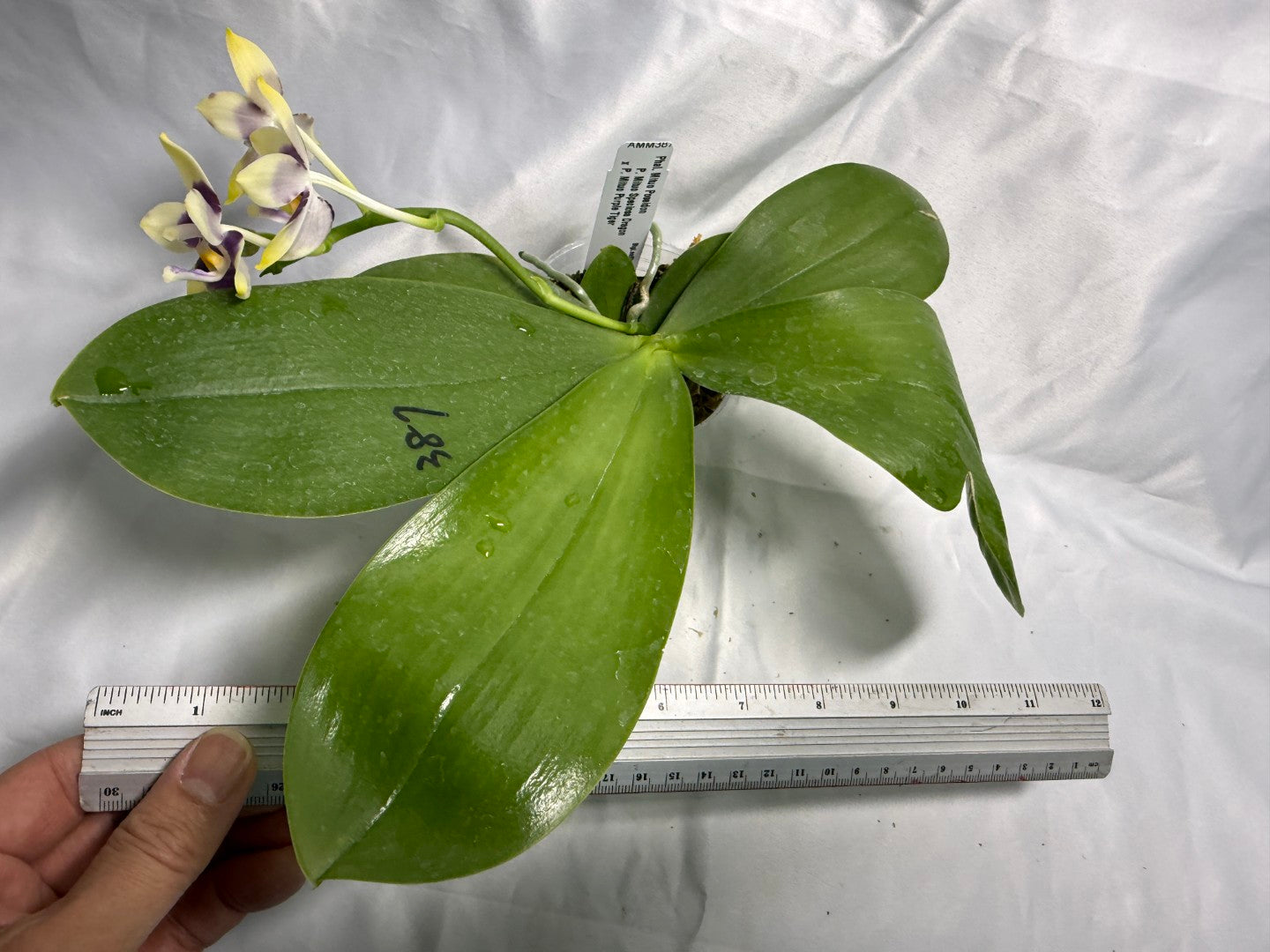 AMM387 Phalaenopsis Mituo Poseidon #5 Flowering Seed Grown 260831