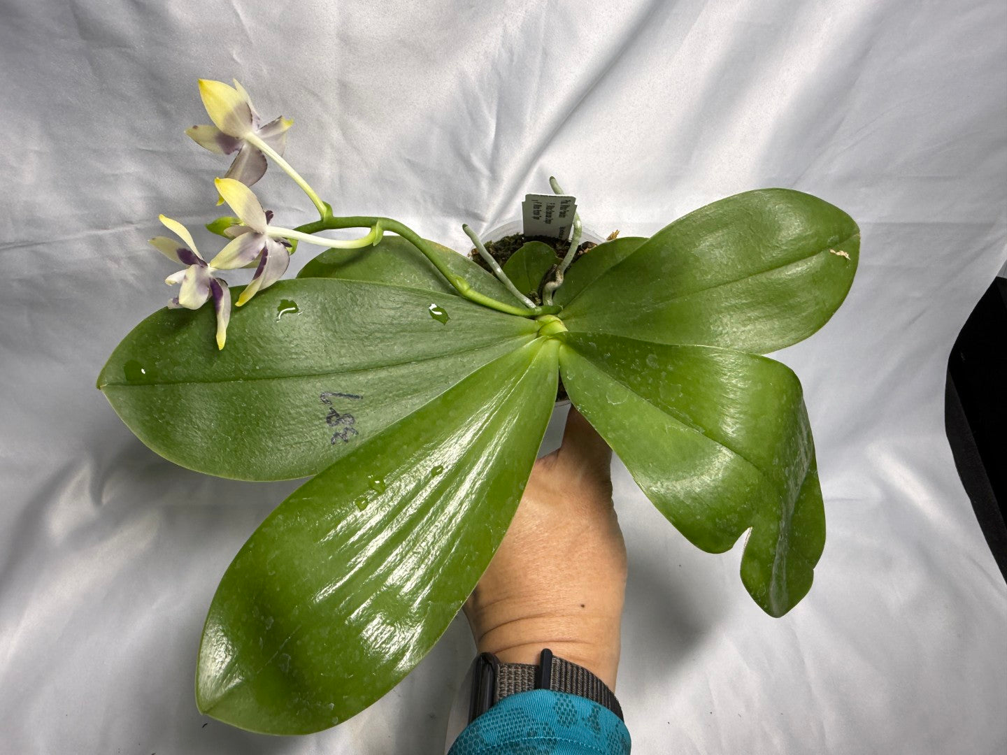 AMM387 Phalaenopsis Mituo Poseidon #5 Flowering Seed Grown 260831