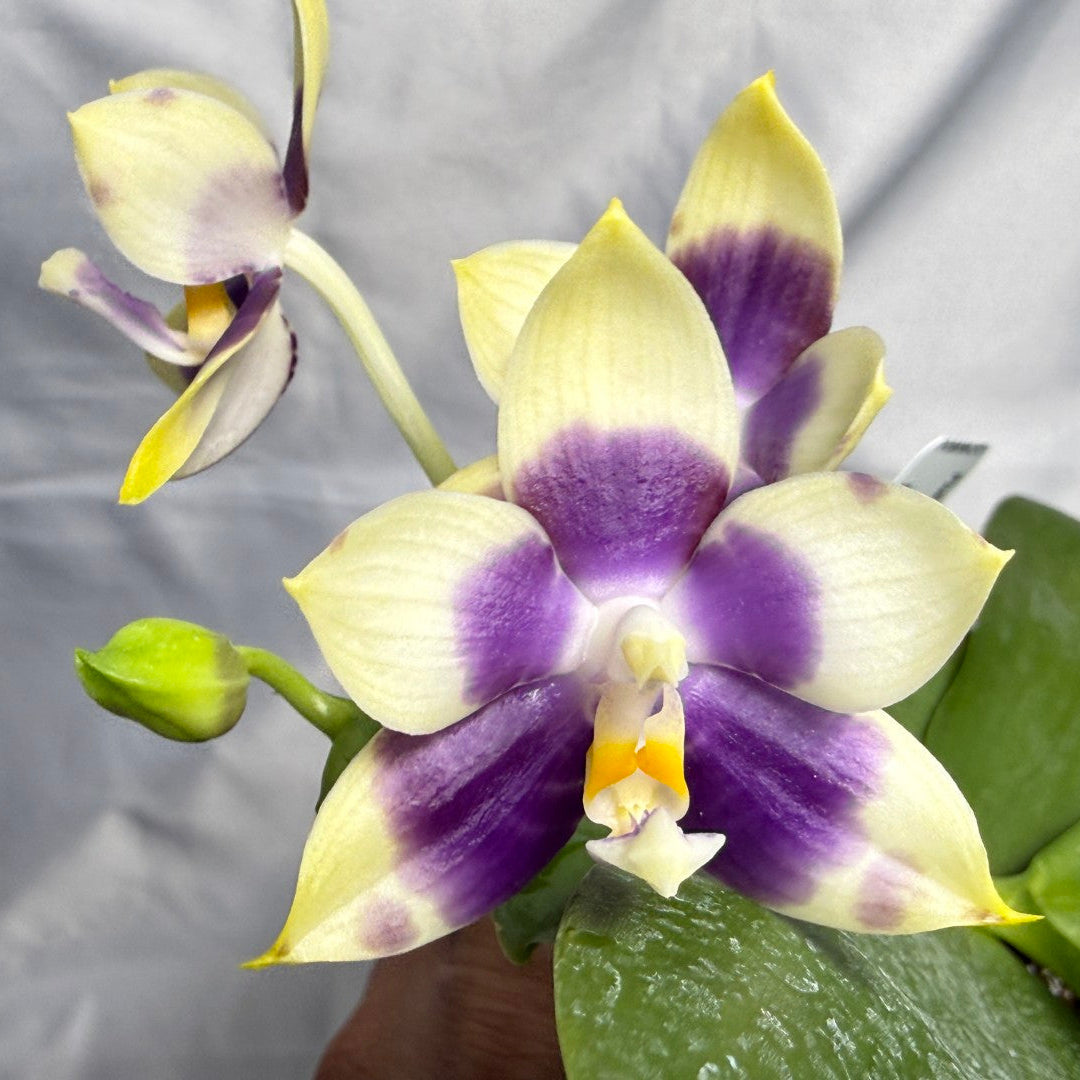 A close-up of a yellow and purple Phalaenopsis orchid flower with green leaves, held against a light gray fabric background.