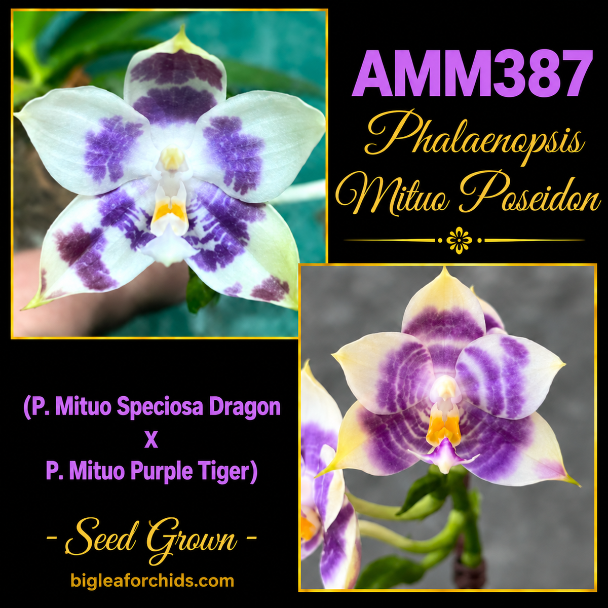 AMM387 Phalaenopsis Mituo Poseidon - Seed grown