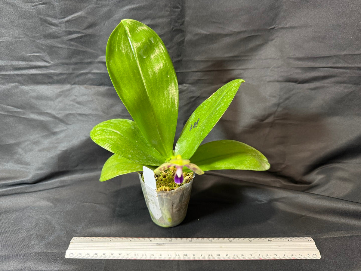 AMM388 Phalaenopsis Mituo Poison Dart Frog - Seed grown 261029 Flowering