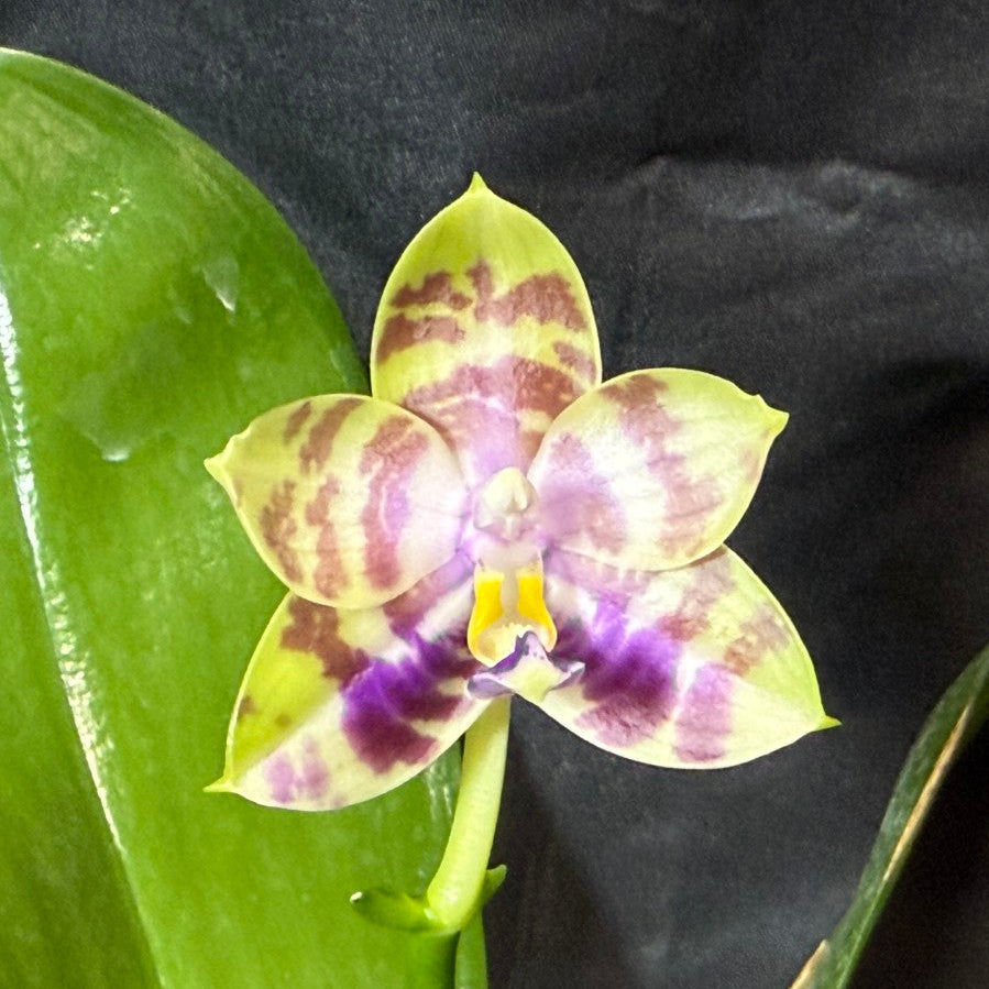 AMM388 Phalaenopsis Mituo Poison Dart Frog - Seed grown 261029 Flowering