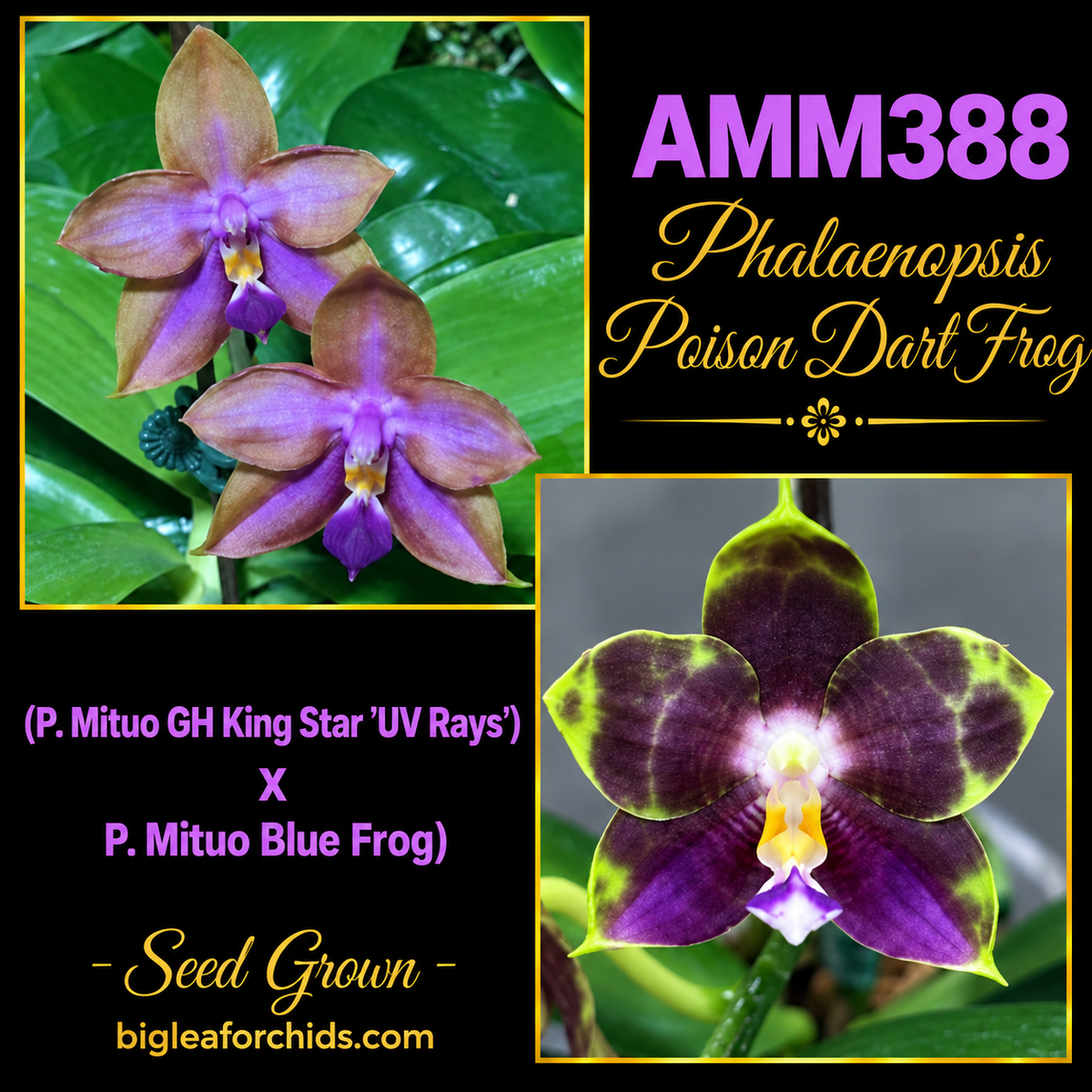 AMM388 Phalaenopsis Mituo Poison Dart Frog - Seed grown