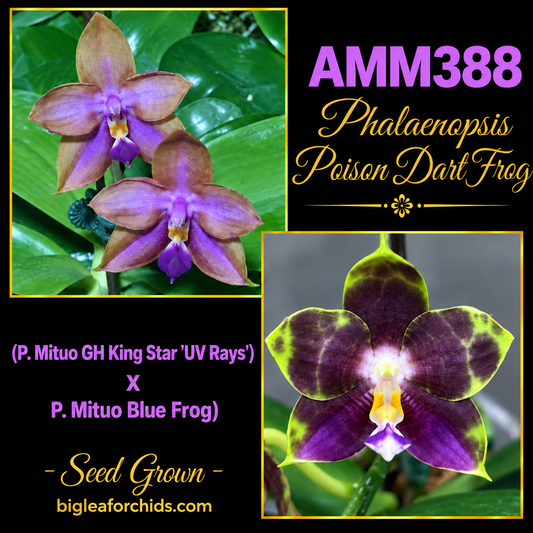 AMM388 Phalaenopsis Mituo Poison Dart Frog - Seed grown