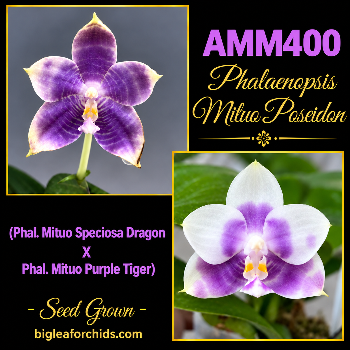 AMM400 Phalaenopsis Mituo Poseidon - Seed grown