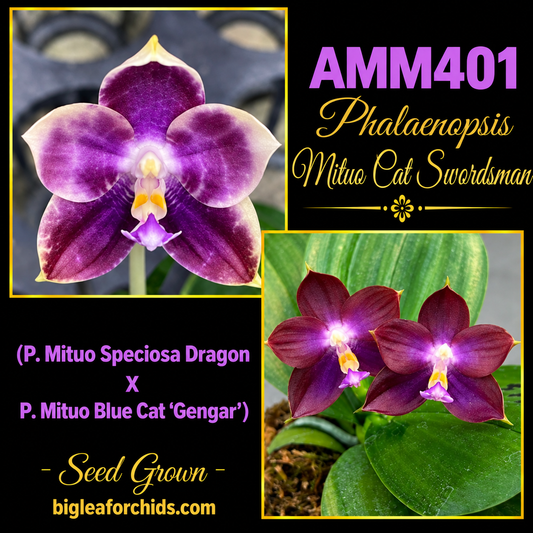AMM401 Phalaenopsis Mituo Cat Swordsman - Seed grown