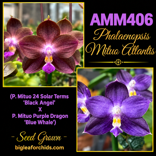 AMM406 Phalaenopsis Mituo Atlantis - Seed grown