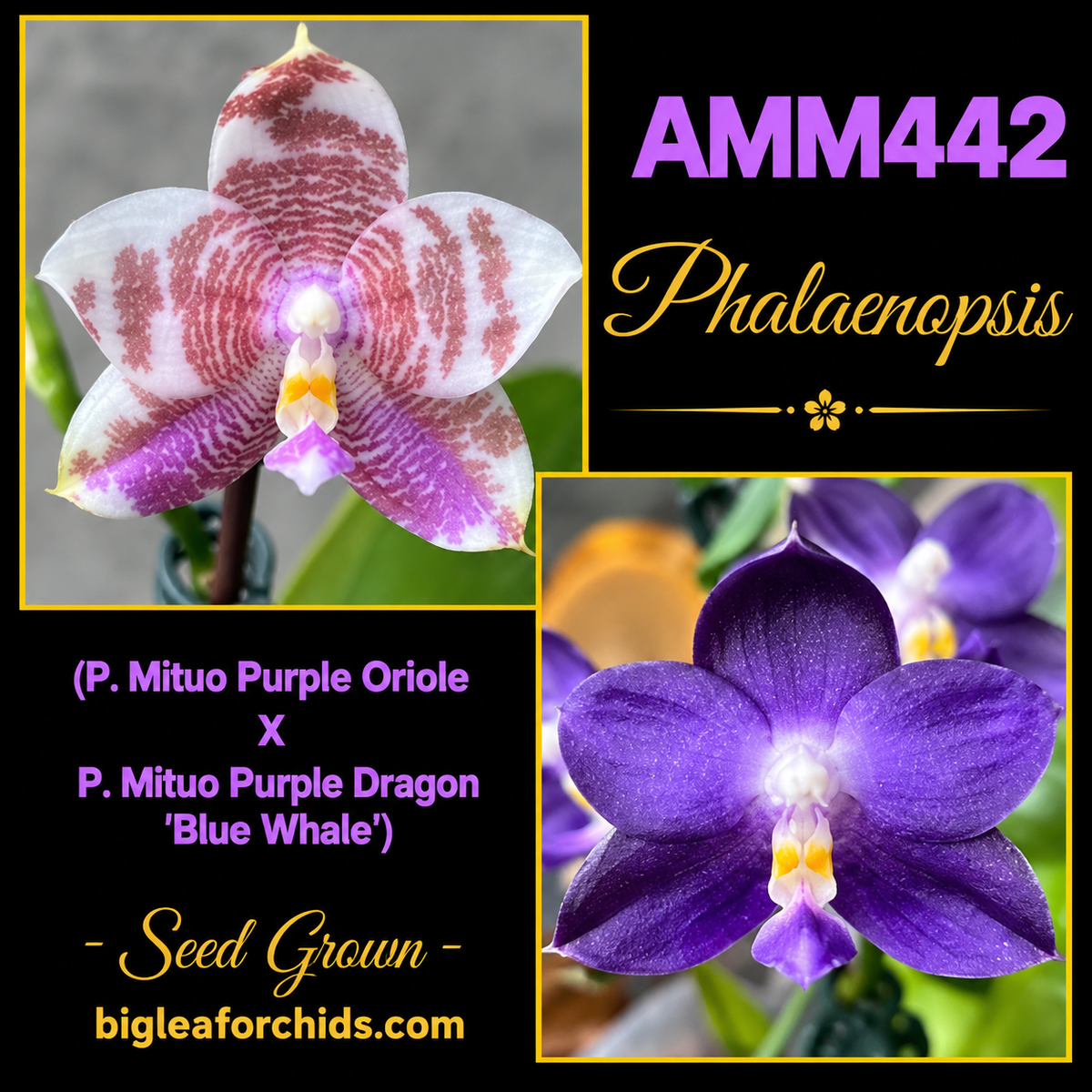 AMM442 Phalaenopsis (Mituo Purple Oriole X Mituo Purple Dragon) Seed grown