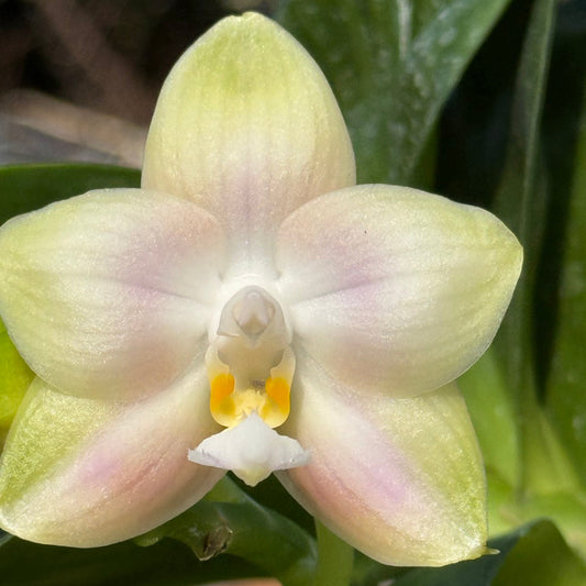 Phalaenopsis Mituo Dragon Star 260301 Flowering Large Plant