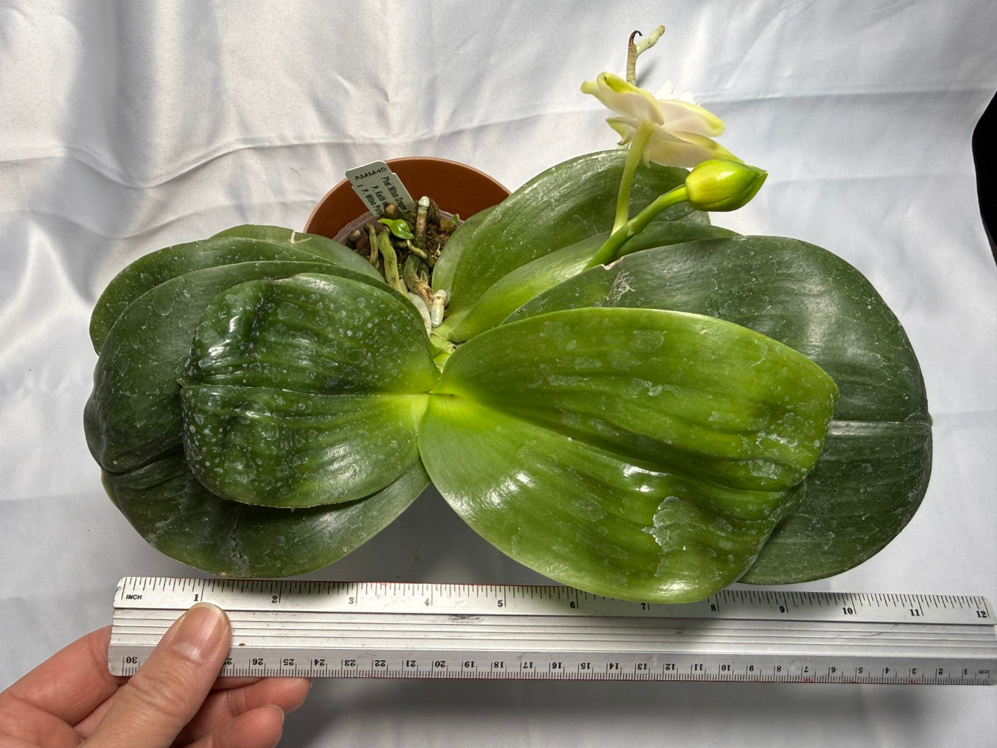 Big Leaf Orchids