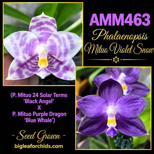 AMM463 Phalaenopsis Mituo Violet Snow - seed grown