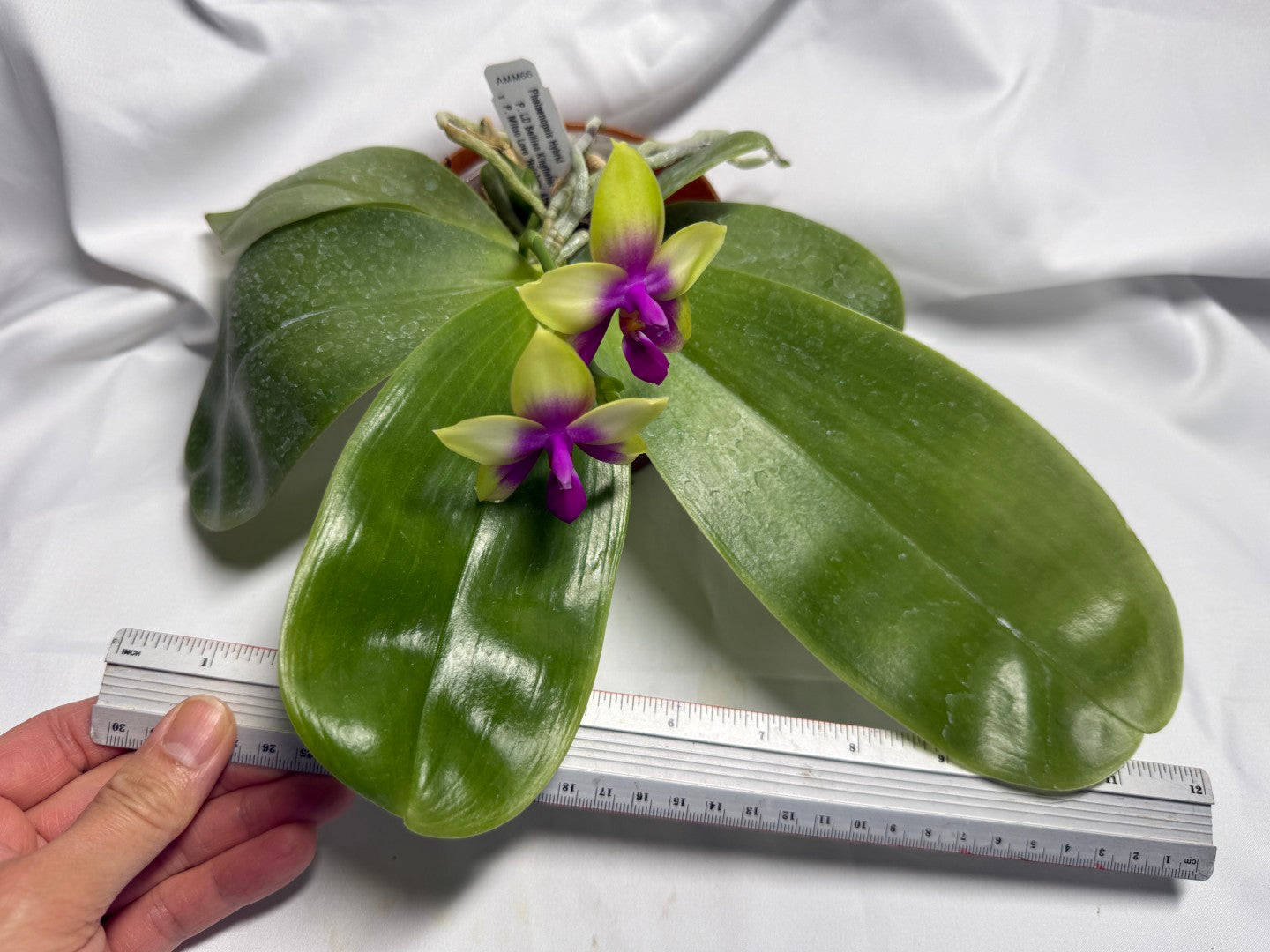 AMM66 Phalaenopsis Mituo Royal 260611 Flowering