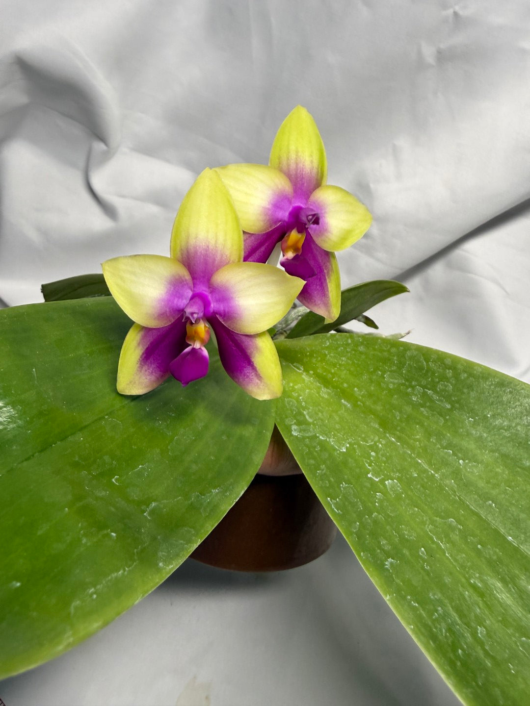 AMM66 Phalaenopsis Mituo Royal 260611 Flowering