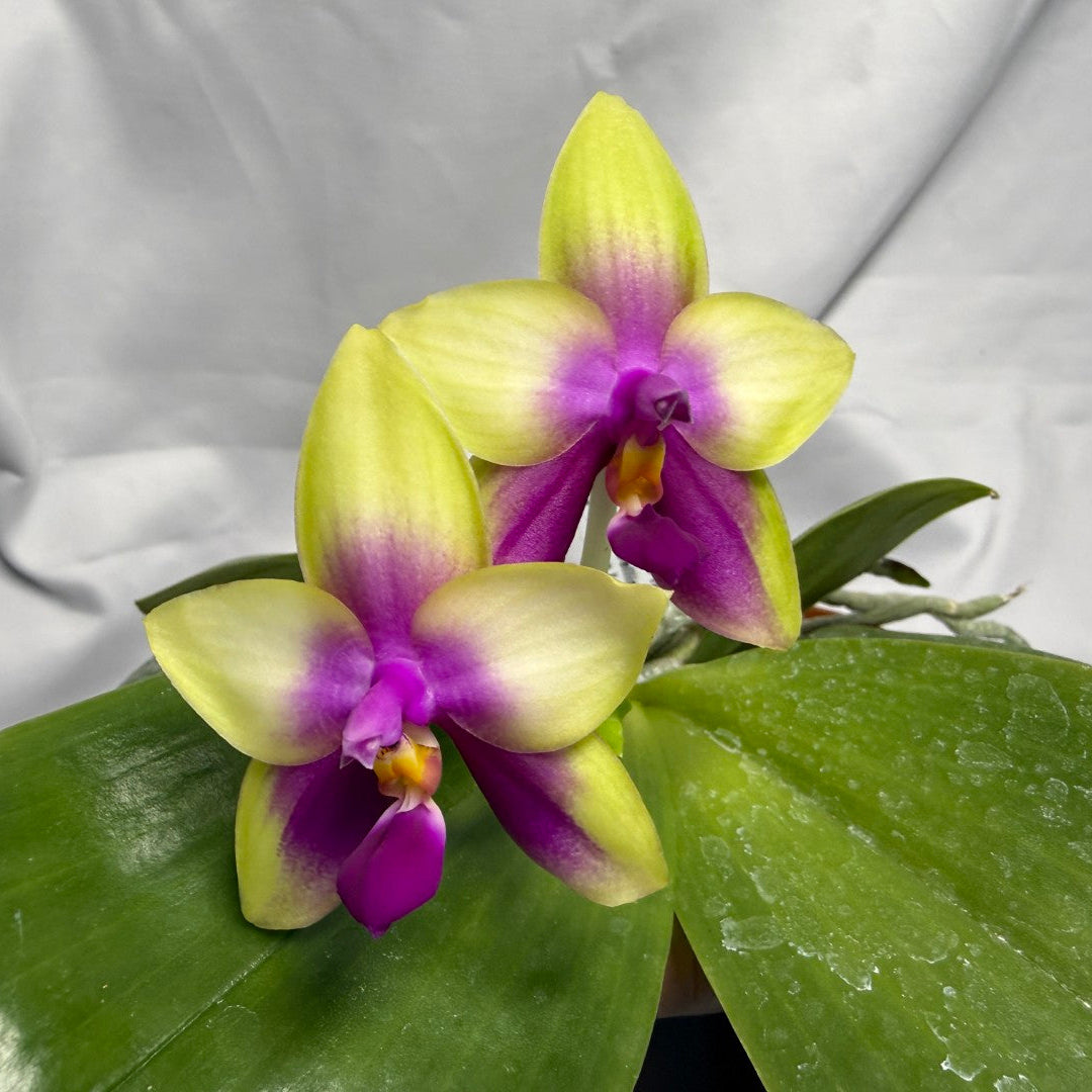 AMM66 Phalaenopsis Mituo Royal 260611 Flowering