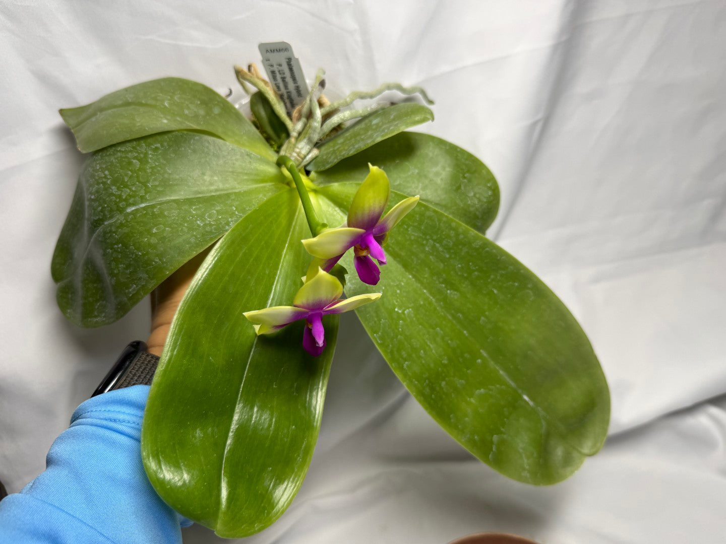 AMM66 Phalaenopsis Mituo Royal 260611 Flowering