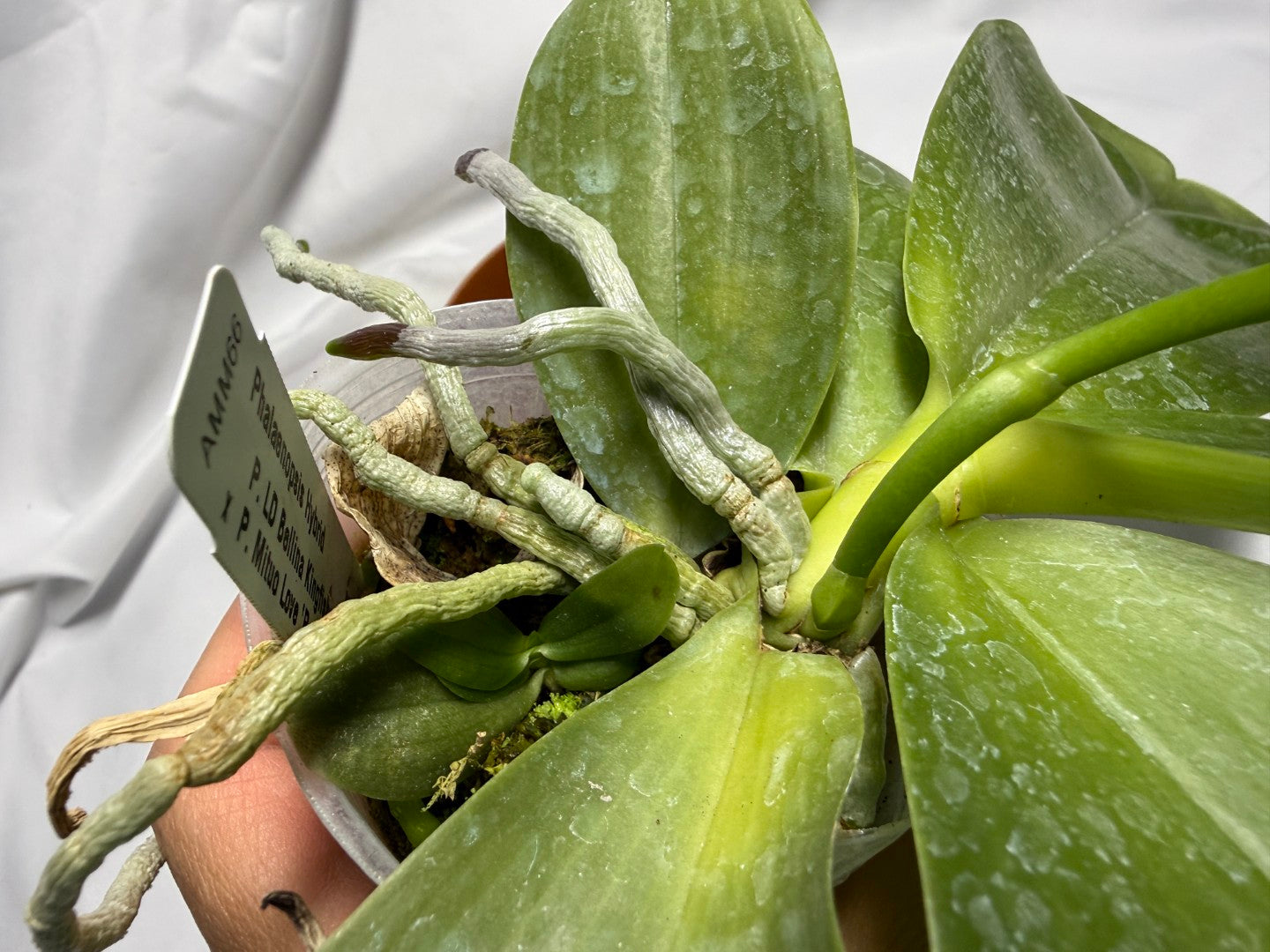 AMM66 Phalaenopsis Mituo Royal 260611 Flowering