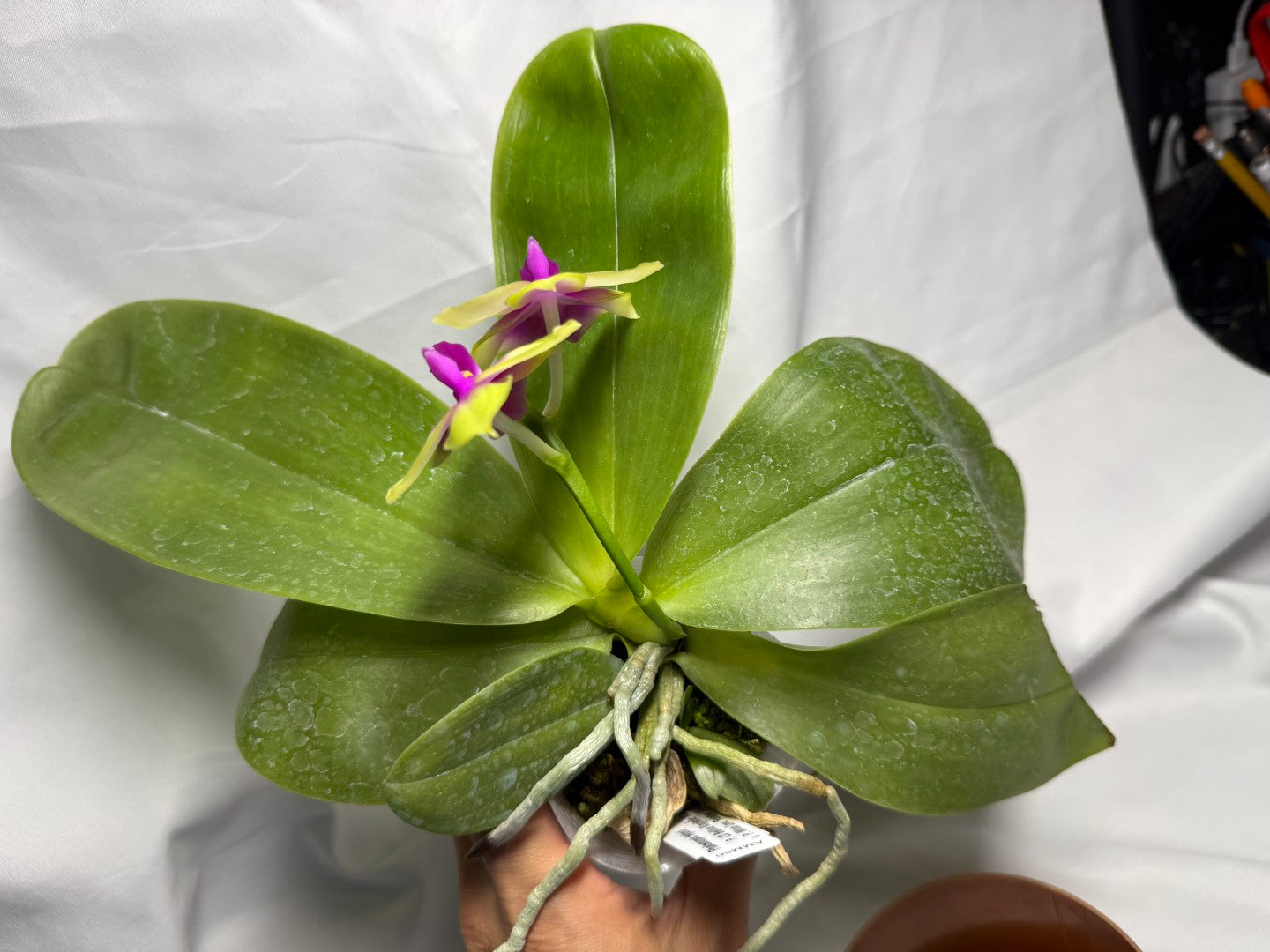 AMM66 Phalaenopsis Mituo Royal 260611 Flowering