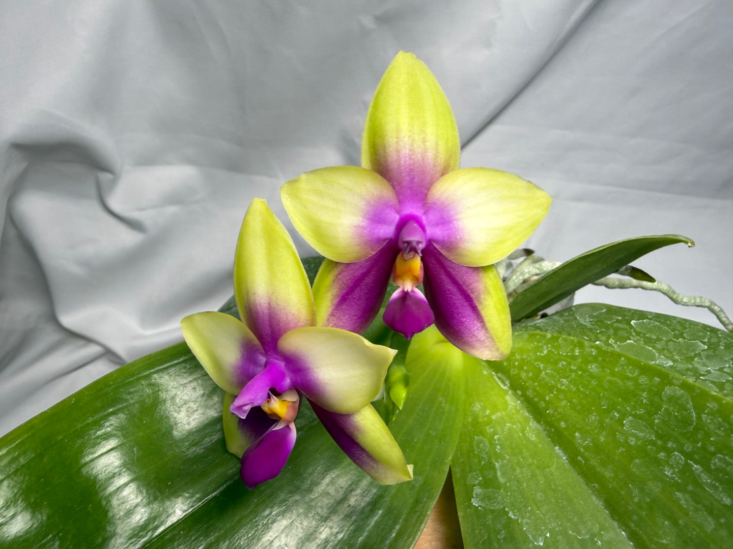 AMM66 Phalaenopsis Mituo Royal 260611 Flowering