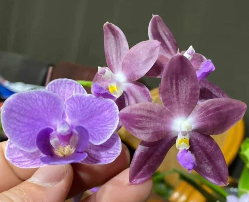 Phalaenopsis Mituo Special Vivien - Seedling