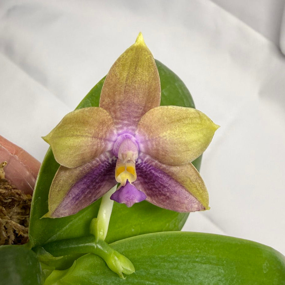 Phalaenopsis Mituo Hsien 'Maze' x Mituo Purple Dragon 'Blue Python