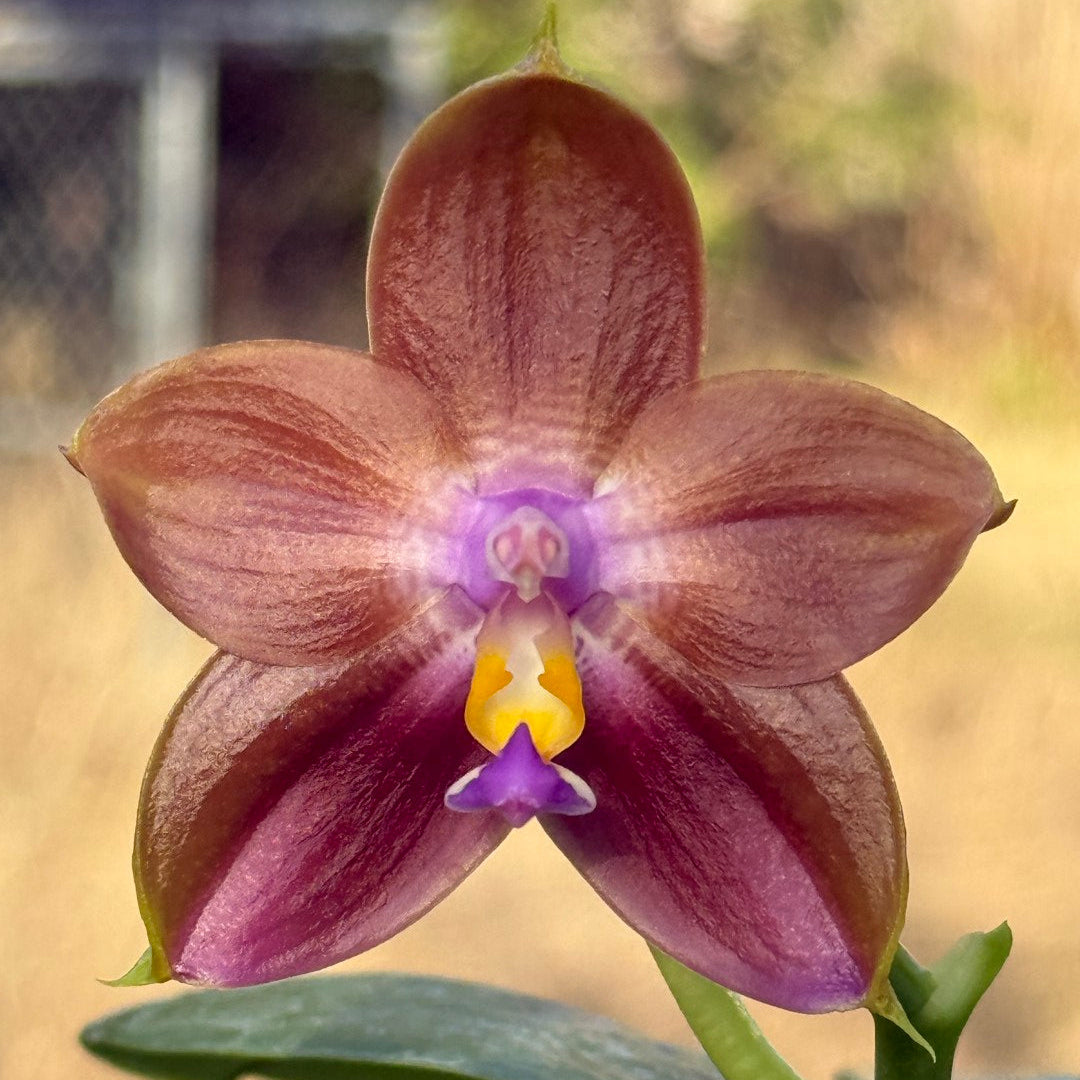 Phalaenopsis Mituo Hsien x Mituo Purple Dragon 260218 Flowering