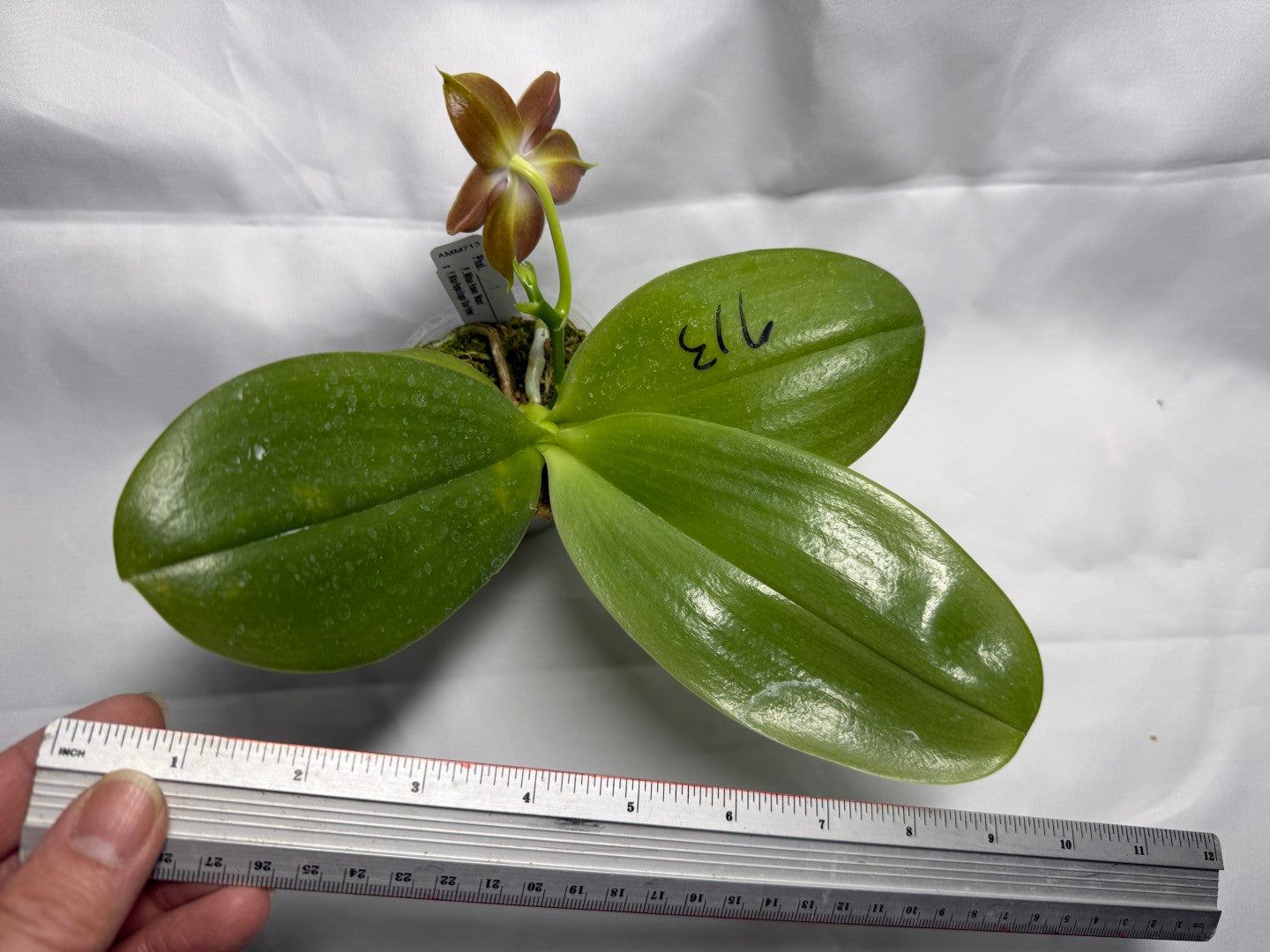 Phalaenopsis Mituo Hsien x Mituo Purple Dragon 260218 Flowering