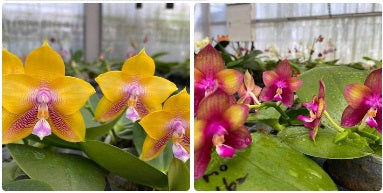 Phalaenopsis Mituo Love Eagle - Seedling