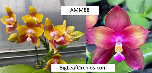 Phalaenopsis Mituo Love Eagle - Seedlings AMM88