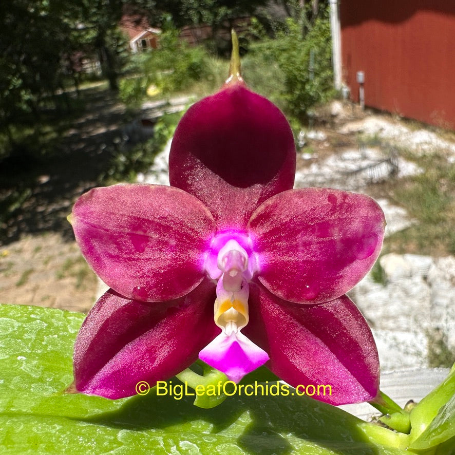Phalaenopsis (KF Kaiulani Passion x Mituo King Bellina) 230611