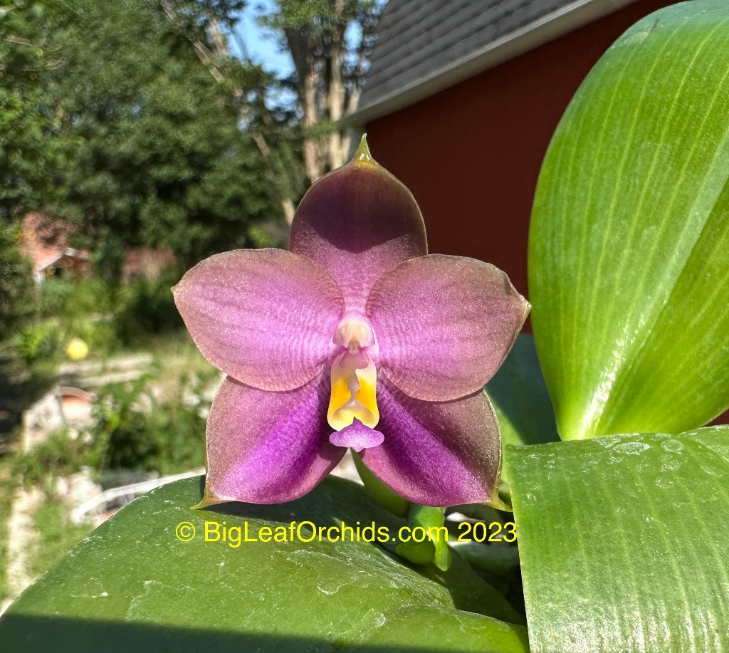 MO686 Phalaenopsis Mituo Blue Bear 'Blue Bear'