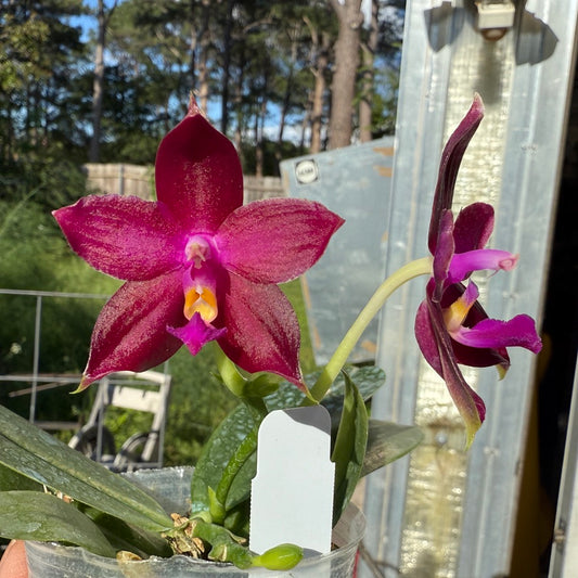 Phalaenopsis Mituo Princess x Mainshow Blue Tint 250509 Flowering Seed Grown