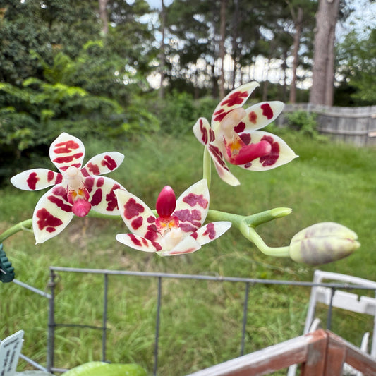 Phalaenopsis maculata 250625 Flowering