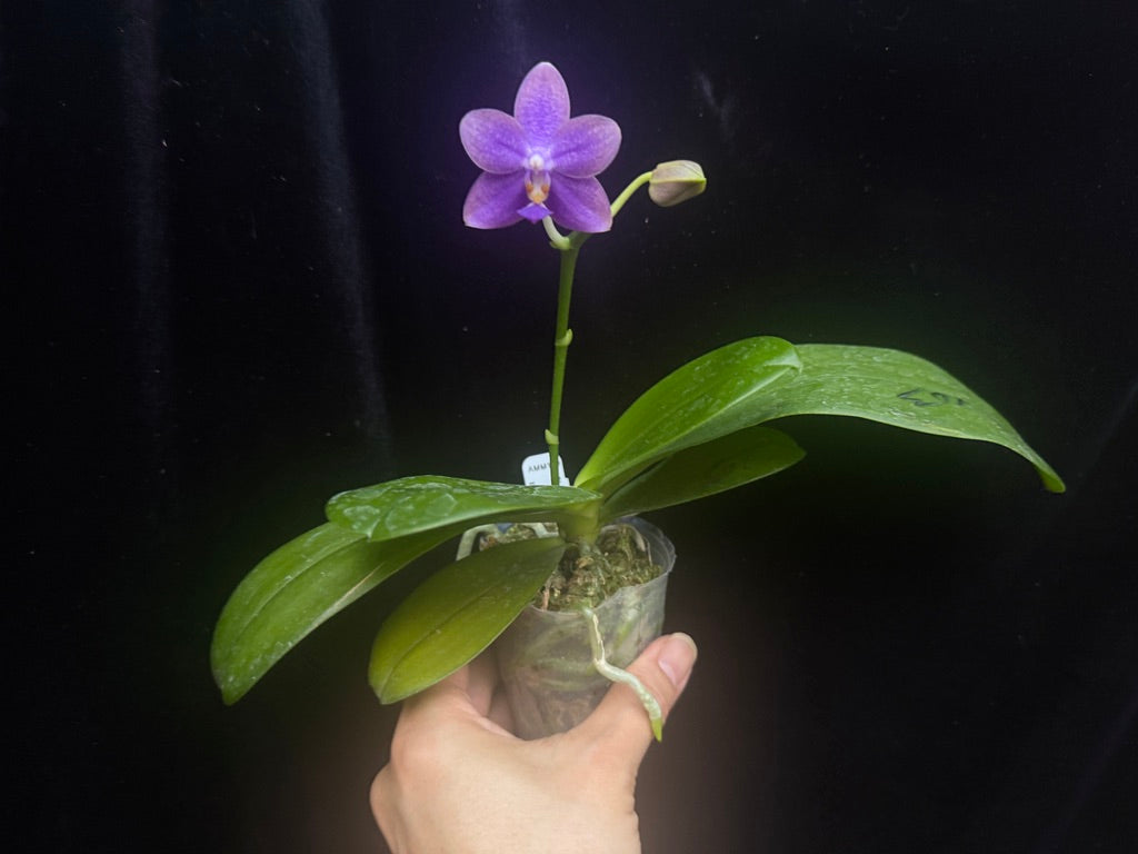 Phalaenopsis Mituo Equalacea 241109 Flowering Indigo color