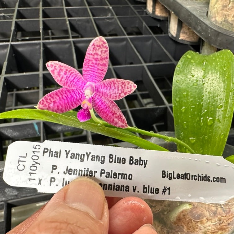 Phalaenopsis YangYang Blue Baby - Seedlings