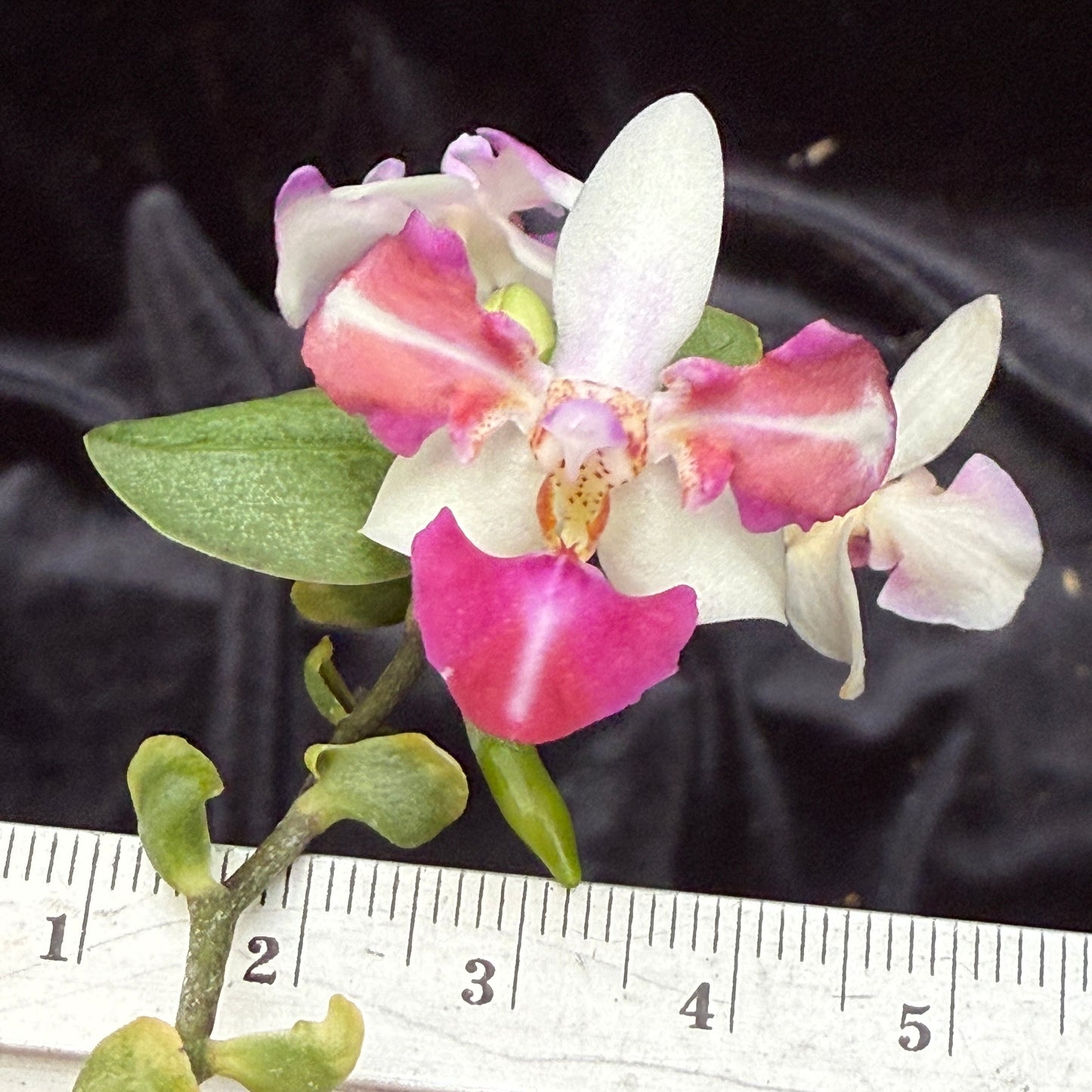 Phalaenopsis Anna-Larati Soekardi 'Wilson #1' (Peloric)