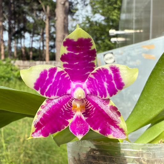 Phalaenopsis Bentley's Magician - Seed Grown