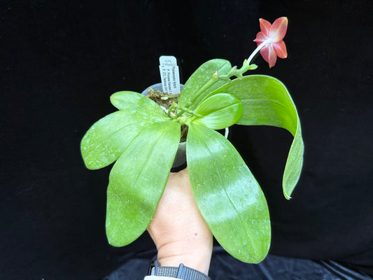 Phalaenopsis (Princess Kaiulani f. flava x CTL Taichung Girl) 250515 Flowering
