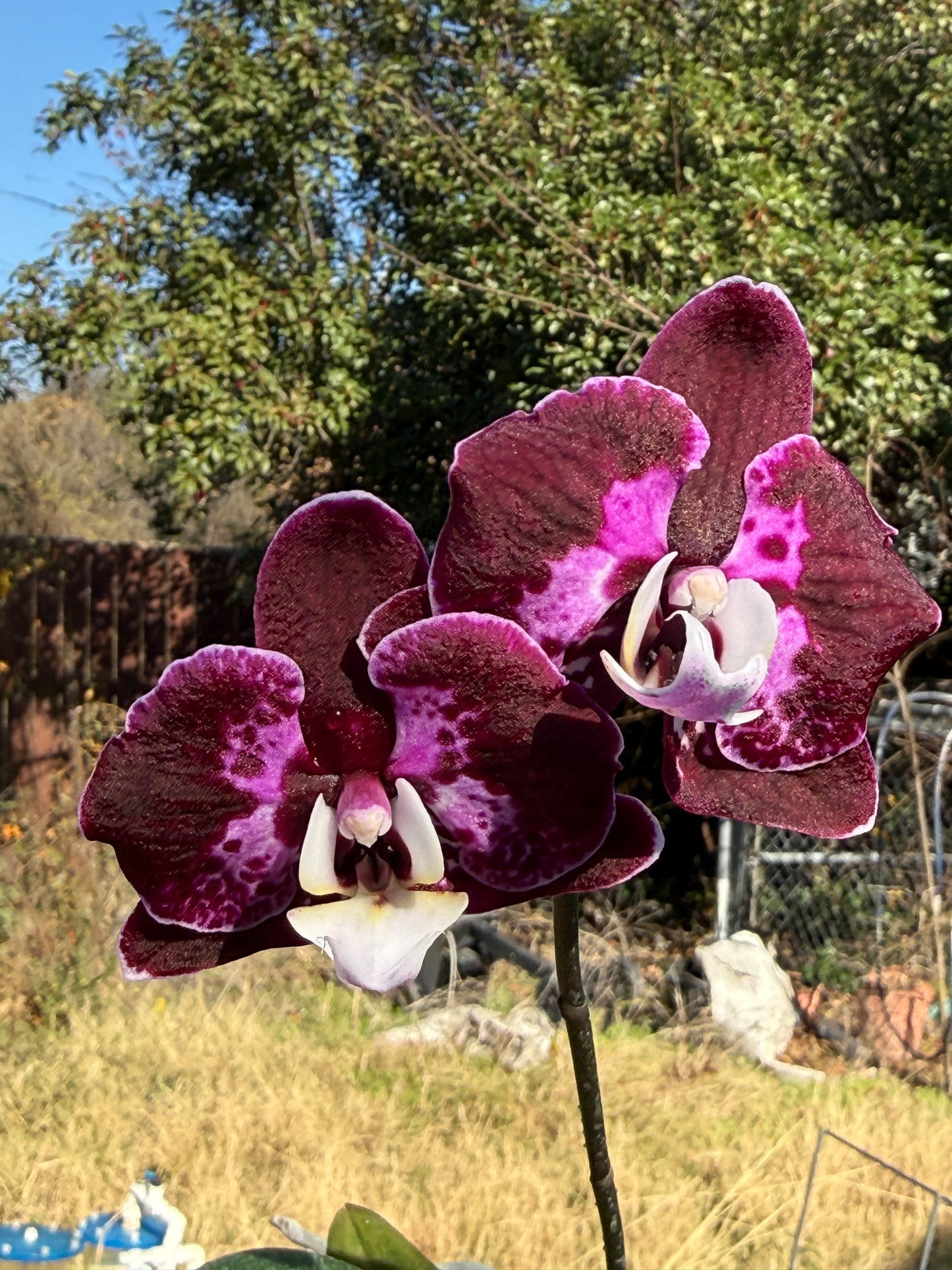 Phalaenopsis CX Red Plum (Clone) Spiking