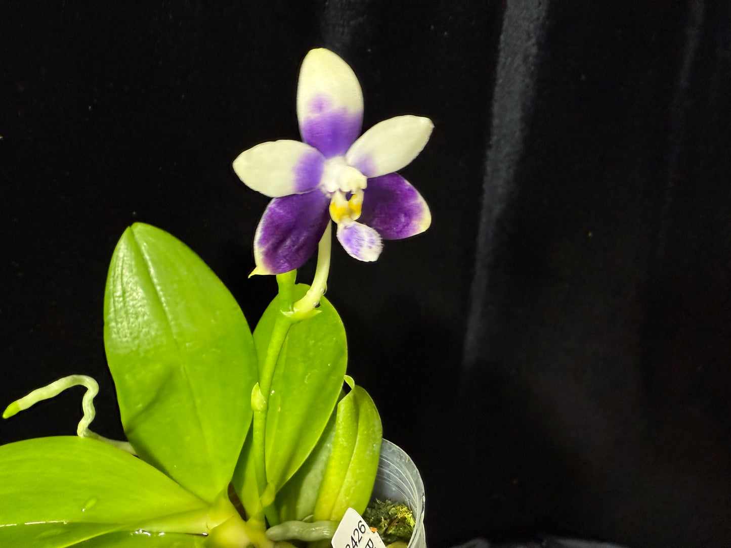 Phalaenopsis (Jennifer Palermo X Lioulin Blue Peacock) 241106 Flowering