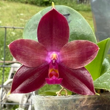 Phalaenopsis (Mituo Red Tiger x Mituo Purple Dragon) 250515 Flowering