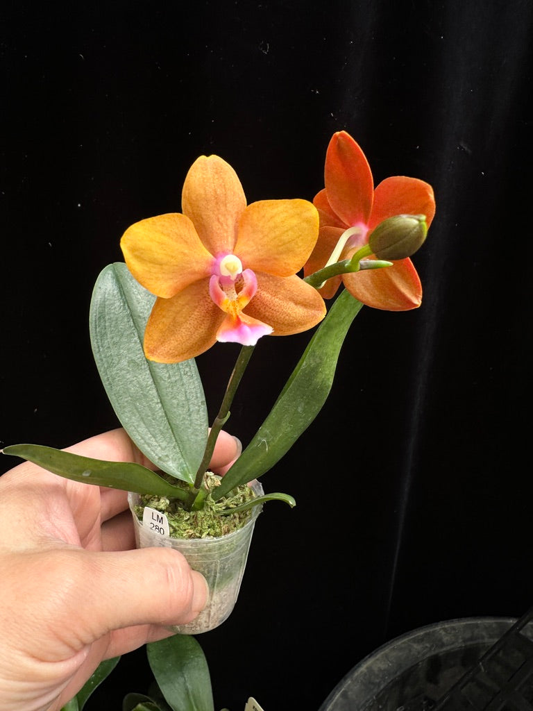 Phalaenopsis Unique Lady Georgie 'LM280'