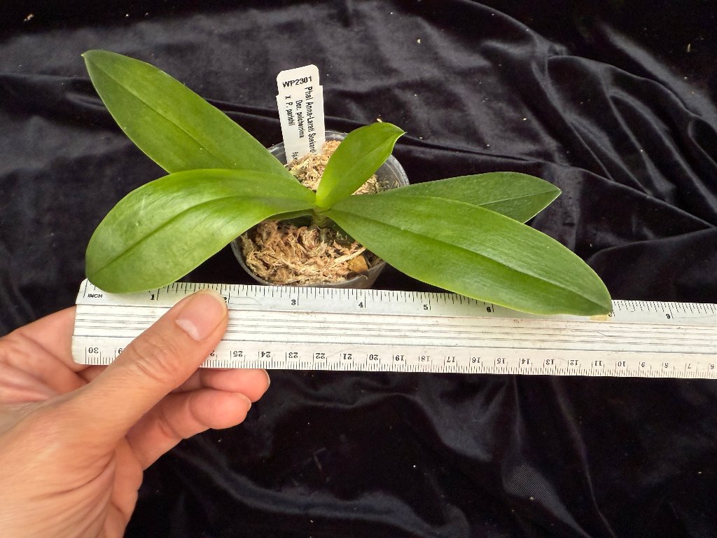 Phalaenopsis Anna-Larati Soekardi 'Wilson #1' (Peloric)