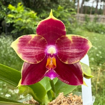 Phalaenopsis (Mituo Purple Dragon x Mituo Red Tiger) 250517 Flowering